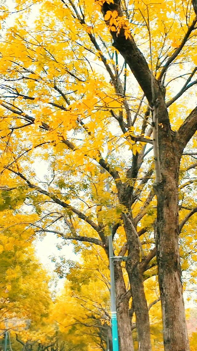 黄金大道秋意浓，石景山这条路进入最佳观赏期！