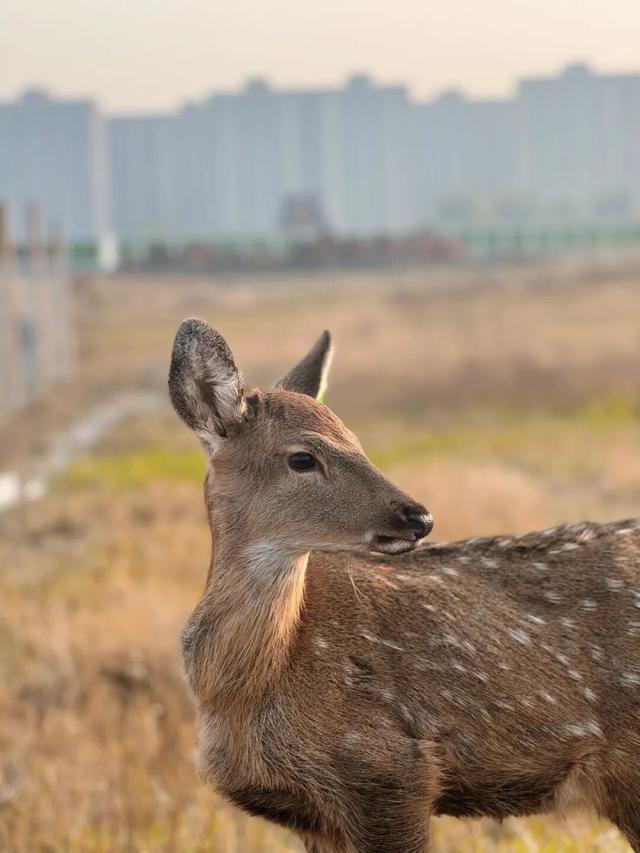 建议收藏！大河村考古遗址公园超全攻略来啦！