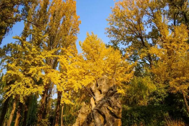 当立冬遇见金秋，北京动物园赏秋打卡攻略