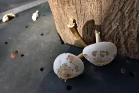 千万别嘴馋！它雨后“疯狂冒头”，多地已出现图片