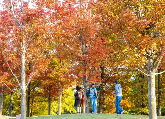 新晋秋日“顶流”美图来袭！魔都阿勒泰未开先火，落羽杉迎来最绚烂时刻