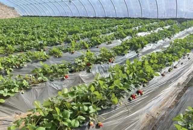 别拦我，这个冬天我要去准格尔旗！