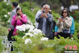 长春牡丹盛开引市民纷至赏花图片