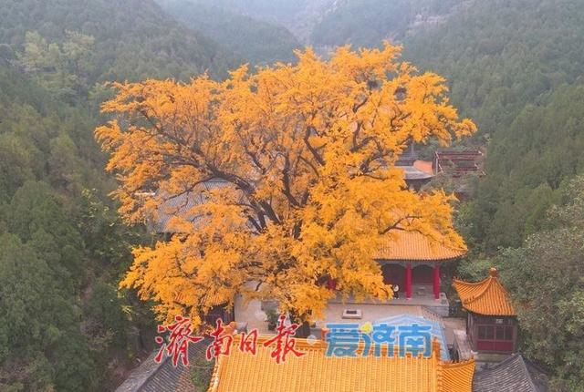 一年四季 泉在济南丨千年银杏披金甲，淌豆寺里醉深秋