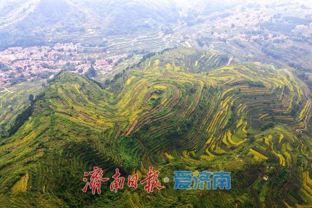 济南：梯田绘就大地调色盘 美景藏 “金” 助力乡村振兴