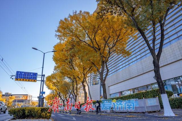 一年四季 泉在济南丨济南泺源大街金黄树叶扮靓城市道路，秋日都市风情别样浓