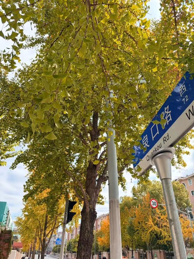 秋冬限定美景上线！快来长宁这个小镇打卡吧→