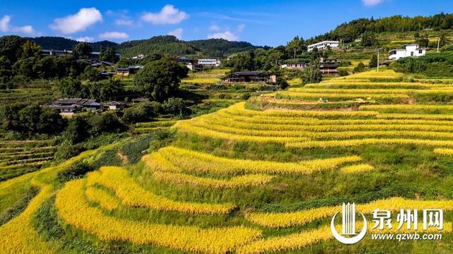 观秋色、闻秋香、品秋味、摘秋果 泉州各地秋意渐浓