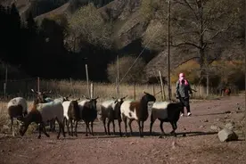 祁连山新牧歌：中国牧民的生态智慧图片