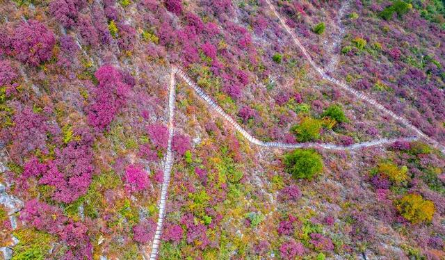 区县头条｜巫山这里藏着小众红叶天花板，深谷石柱披彩衣……