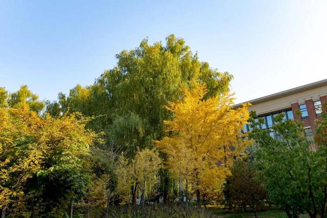 藏不住了！攒了整个秋天的北医美景，立冬前全部分享！