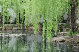 杨柳絮来袭！飞絮为何只在春天？图片