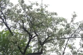 济南清晨的甜香味，又到儿时吃槐花的时候了图片