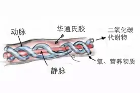 脐带扭成“麻花状” 长沙一32周宝宝宫内缺氧图片