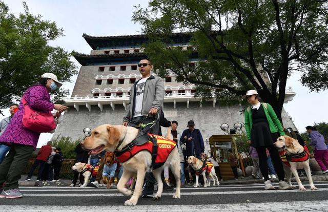 国际盲人节|视障朋友与导盲犬共游北京中轴线