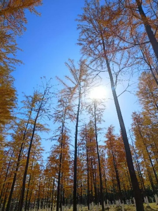 湖南绝美银杏打卡地，太出片了