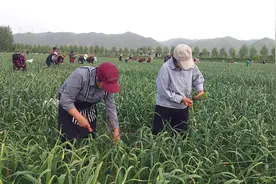洛阳市宜阳县：蒜苔喜丰收 蒜农采摘忙图片