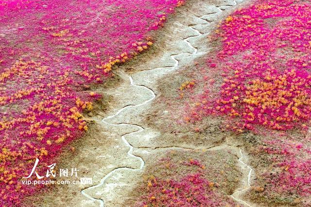 青岛红海滩湿地风光