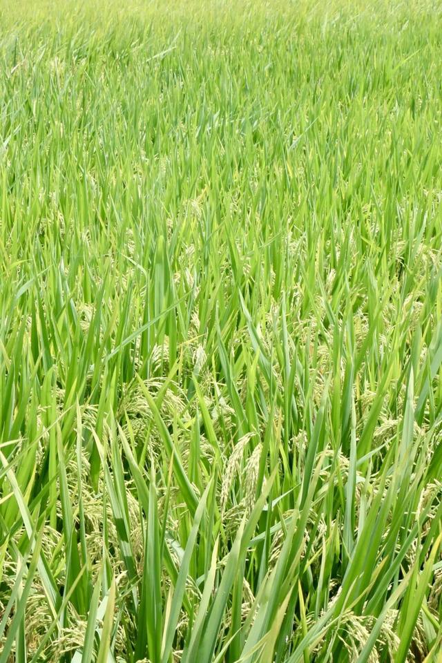 新都「村咖指南」