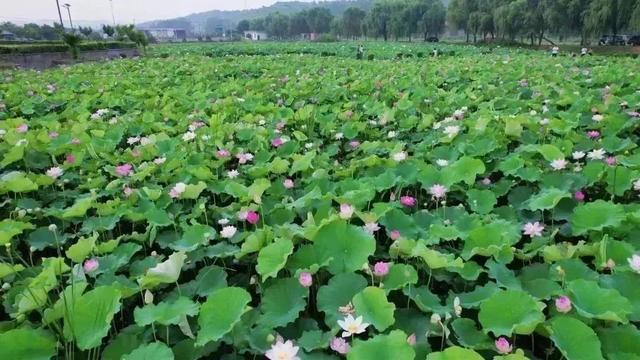山间荷塘、河岸花海... ...洛阳这些地方美到犯规！