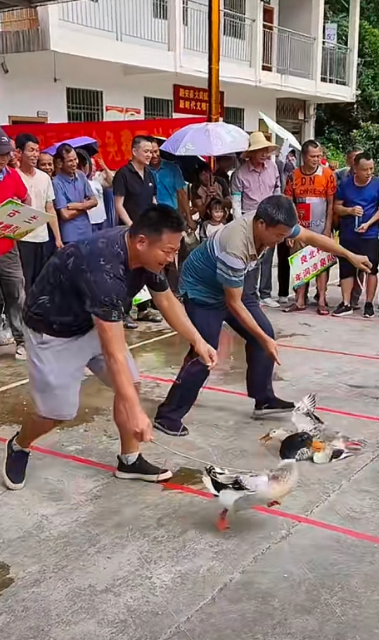 活动资讯 | 秋收“大作战”！越西邀您体验丰收的喜悦！