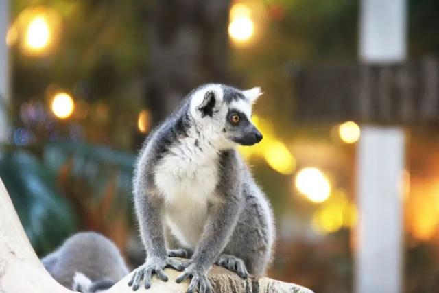 秋假去哪玩？是时候来莲都“躺平”了！