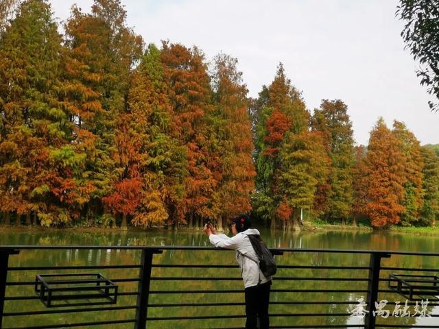 番禺区龙湾涌：落羽杉染金霞 水岸冬韵入画来