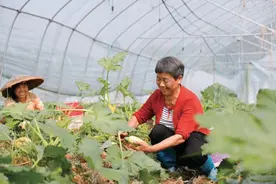 湖南新田：大棚采收忙图片