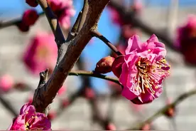 迎春第一缕幽香来了！北京春季花海预报请收好图片