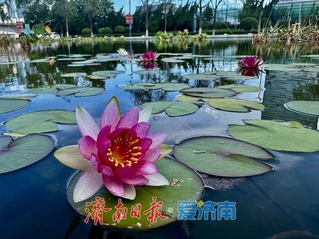 一年四季 泉在济南丨济南奥体中心荷花池内莲花绽放 为初秋添彩