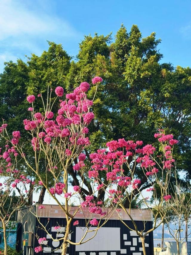 美到上央视！珠海超大花海，开好了！