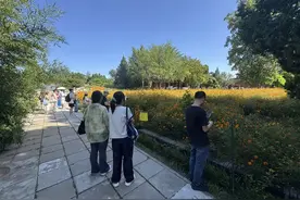 北海公园万佛楼前硫华菊盛放！花期将持续至9月底图片