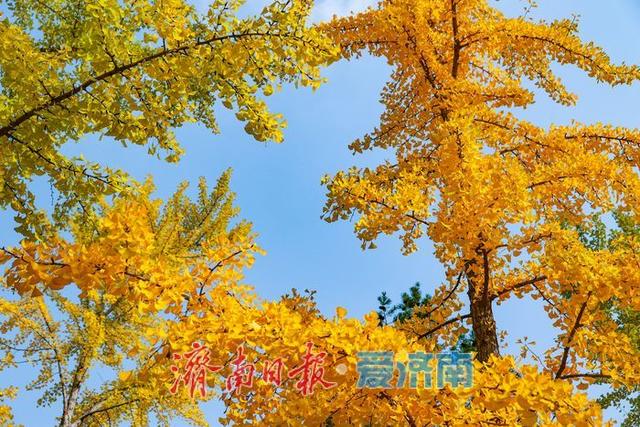 金叶翩跹映泉城，广场银杏醉游人