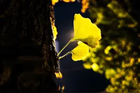 夜晚的银杏叶，多姿多彩图片