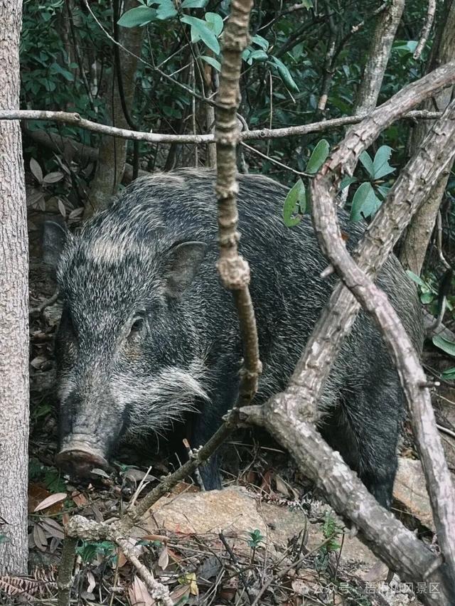 欢迎来到疯狂动物城·罗湖分城