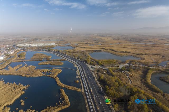 张掖：湿地公园千亩蒹葭鎏金，候鸟翅掠清波