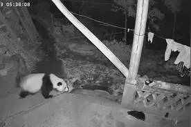 野生大熊猫下山逛农家小院，还啃了堆骨头 村民：几年前也来过，“很好打交道”图片