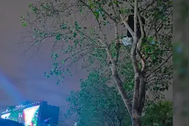 广州一音乐节多人爬树观演引争议，场地方：不方便回应视频封面
