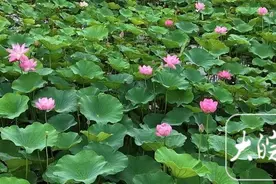 霸都夏日“荷”其美？解锁合肥五大绝美荷塘图片