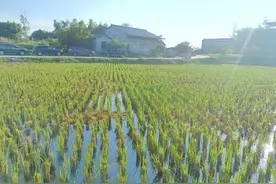 再生稻，如何让一田多收？图片