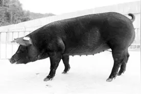 体型大、肉质好、易饲养、产肉量高 我国成功培育本土黑猪新品种图片