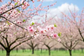 文学｜春景桃花处处开图片
