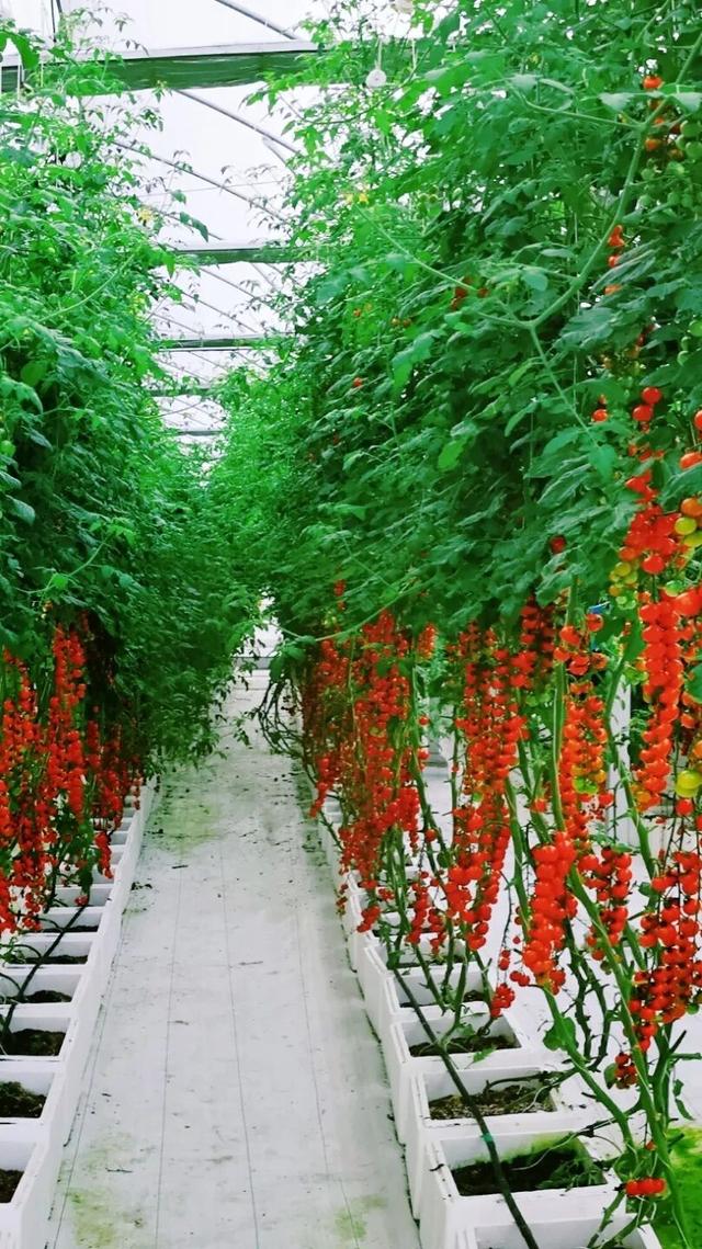 赏花撸萌宠、水果采摘、围炉煮茶……来珠海这里跨年，太精彩！