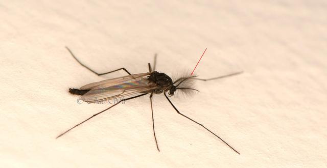 北京雪地惊现蚊子爬行	，蚊子出现抗寒性了？