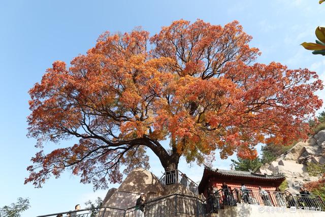 崂山神清宫遗址的五角枫