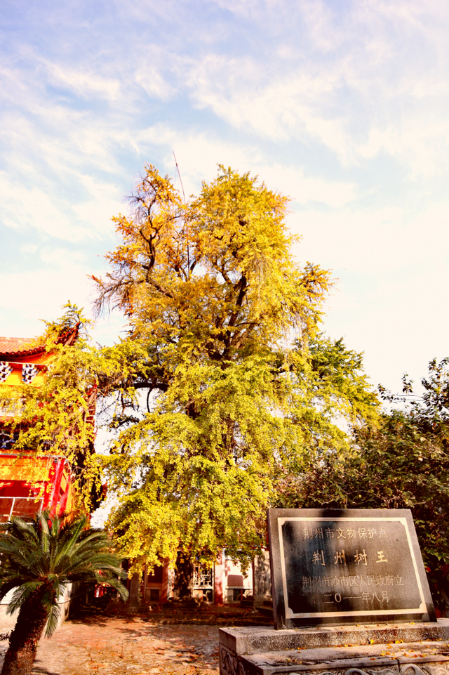 当沙市的风吹黄第一片银杏​……