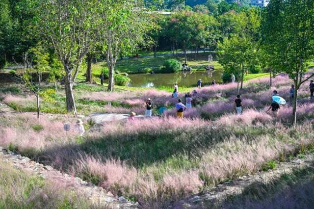 成片粉黛乱子草花海梦幻上线！这些公园火了！