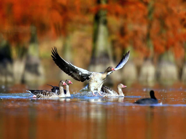 玩转湖北冬日！带你热“雪”沸腾！