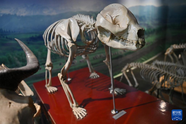 校馆弦歌·新华图库丨走进西北农林科技大学博览园