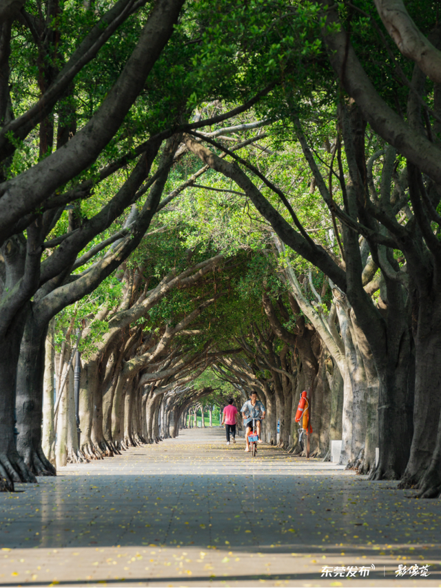来东莞这片金色稻田，饮啡叹茶！